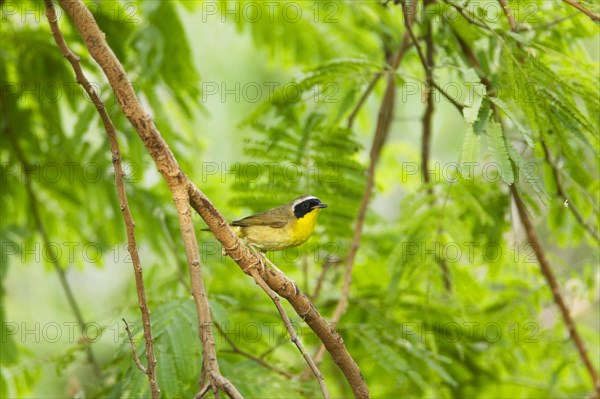 Common Yellowthroat