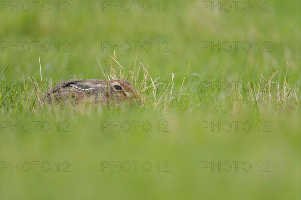 European hare