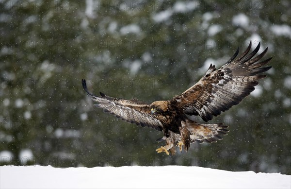 Golden eagle