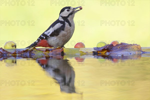 Great Spotted Woodpecker