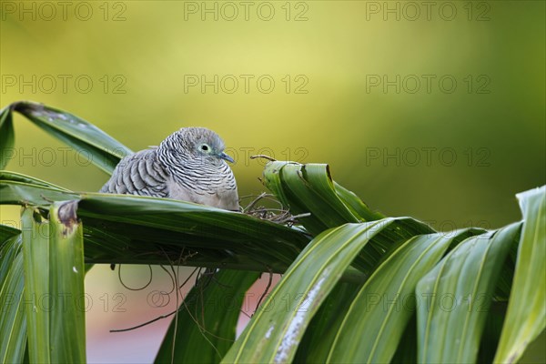 Peaceful Dove