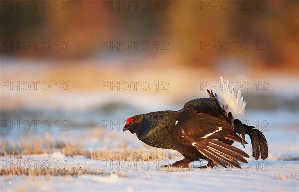 Black Grouse