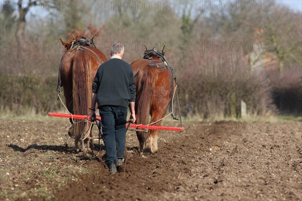 Heavy horse