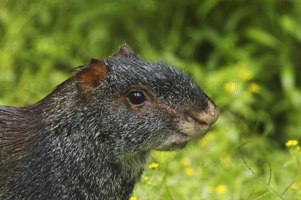 Black Agouti