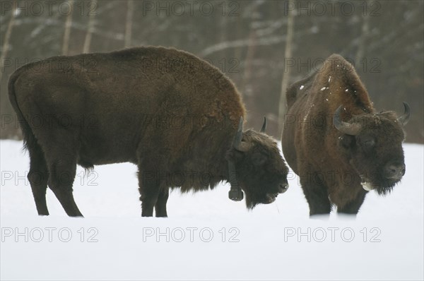 European bison