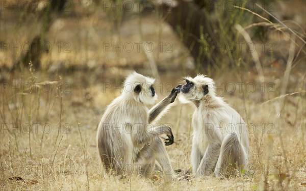 Northern Plains Grey Langur