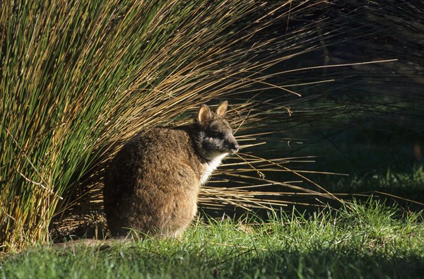 Parma parma wallaby