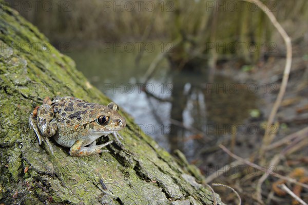 Italian spadefoot