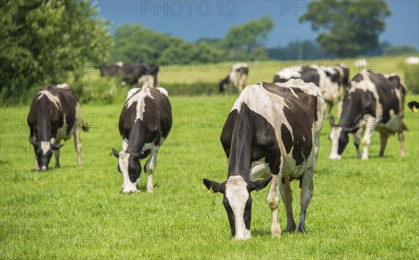 Domestic cattle