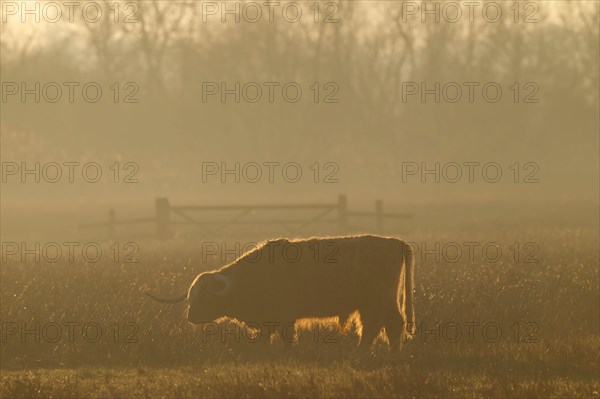 Domestic Cattle