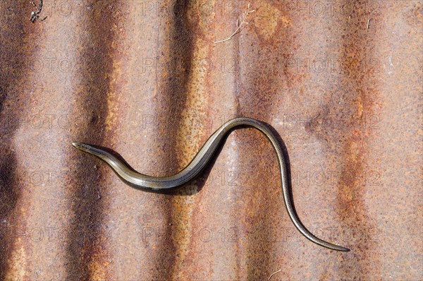 Slow worm