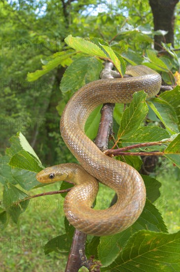 Aesculapian snake