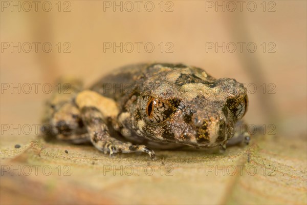 Dring's slender worm frog