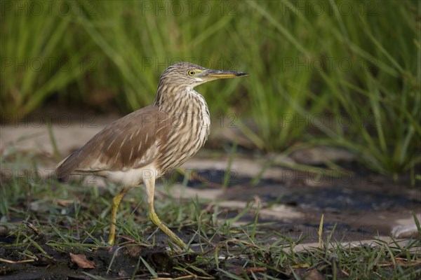 Chinese Pond-heron