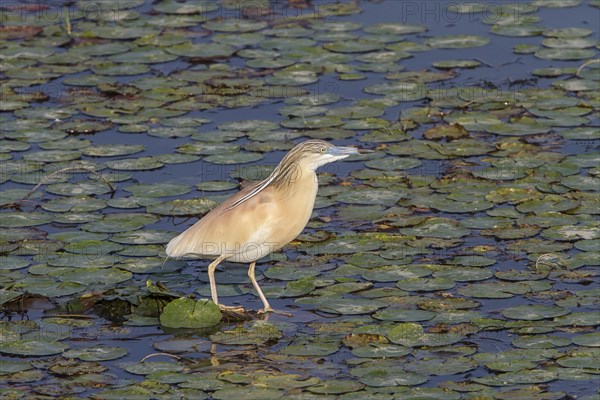 Ardea ralloides