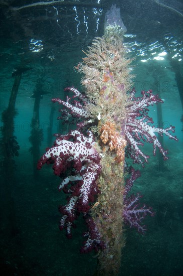 Soft glomerated tree coral