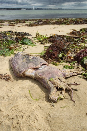 Common cuttlefish