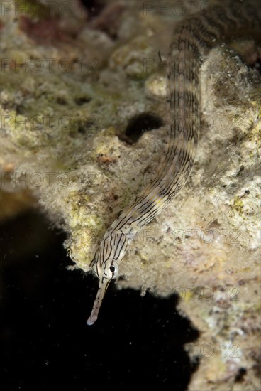 Network Pipefish