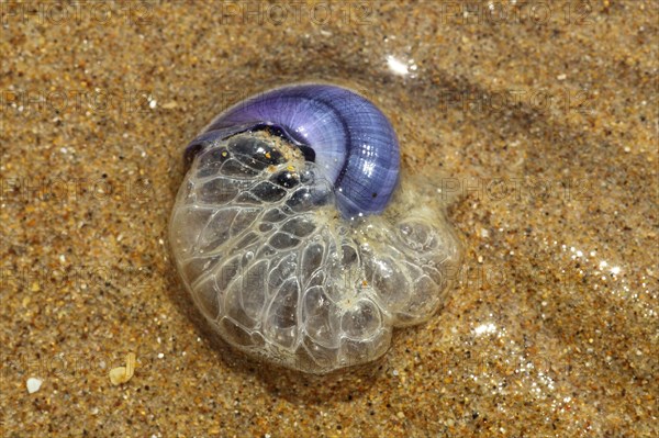 Violet sea-snail