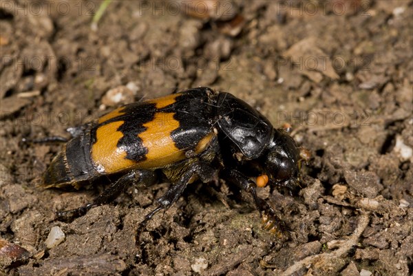 Burying Beetle