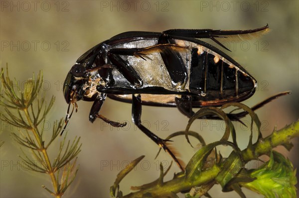 Large great silver water beetle