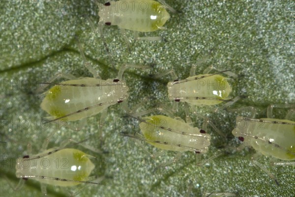 Greenhouse potato aphid