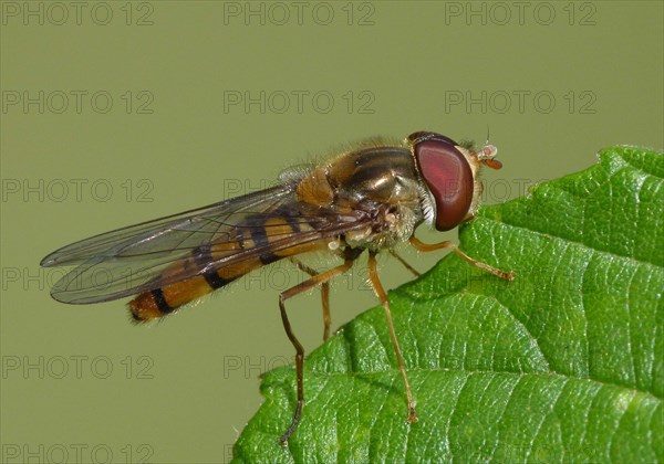 Late Spring Hoverfly