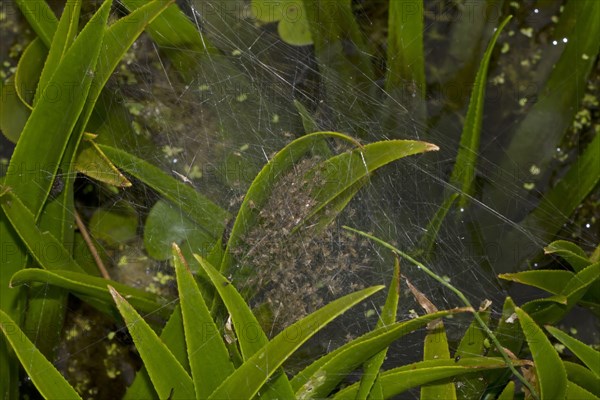 Fen Raft Spider