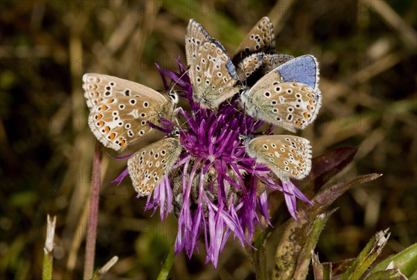 Adonis Blue