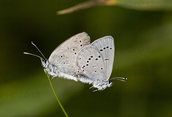 Small Blue