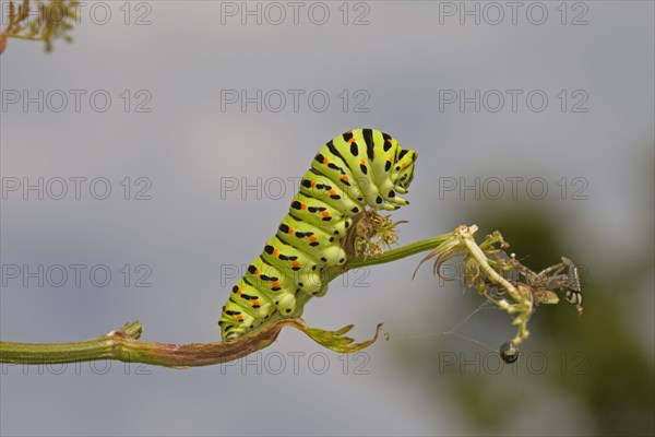 Common Swallowtail