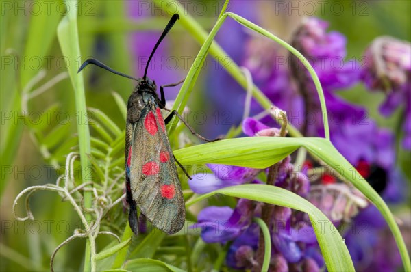 Five-spot burnet