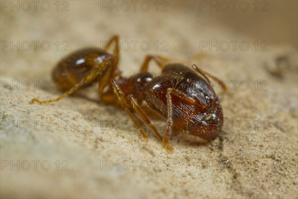 Mediterranean dimorphic ant