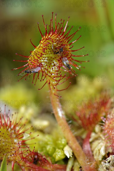 Round-leaved Sundew