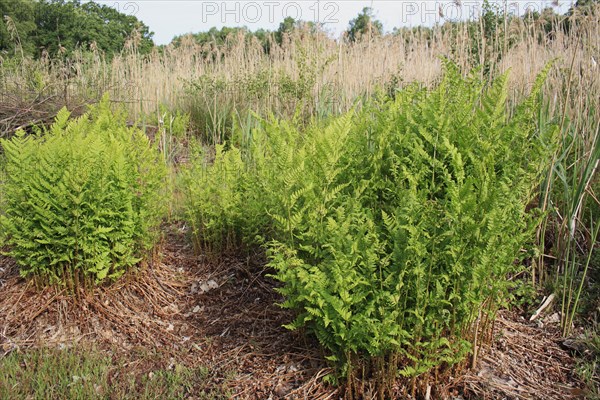 Narrow humpback fern