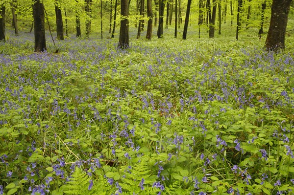 Endymion hyacinth