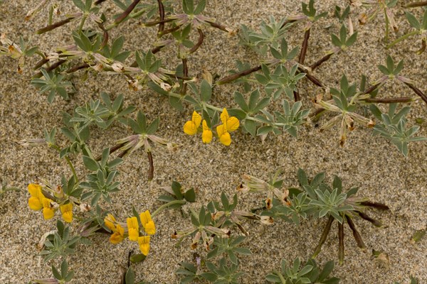 Flowering bird's-foot trefoil