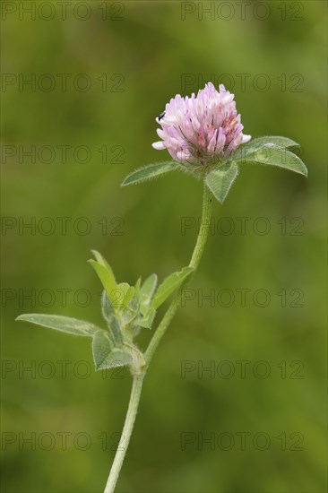 Red Clover