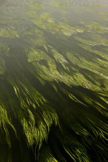 River Water-crowfoot