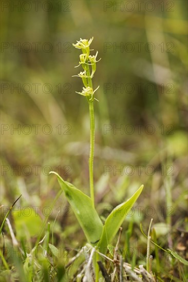 Flowering marsh orchid