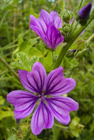 Common Mallow