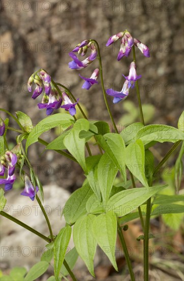 Lathyrus verna