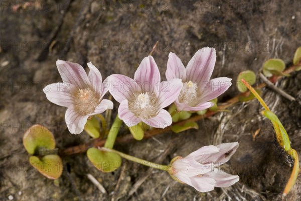 Bog Pimpernel