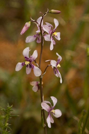 Flowering lady's hand