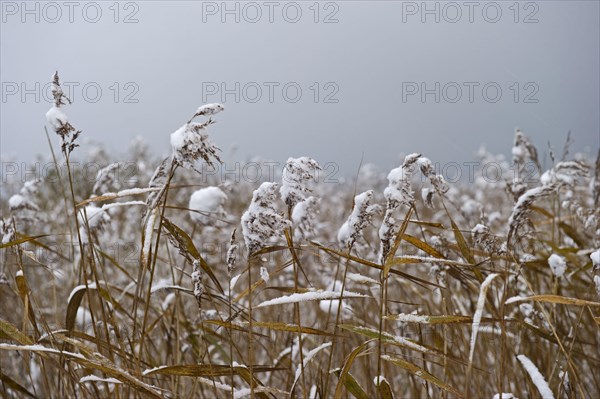 Common common reed