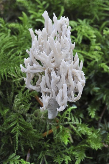 White coral fungus