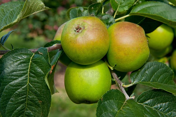 Cultivated Apple