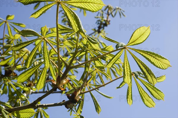 Young leaves on a horse chestnut