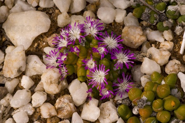 Flowering dwarf pebble flower