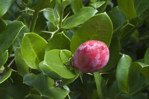 Natal natal plum